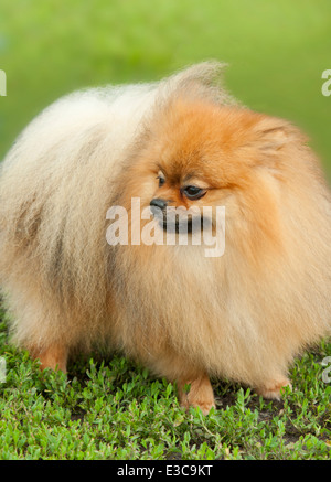 Cane rosso Spitz tedesco-dog, Pomerania Spitz Cane su un prato verde, su di un prato Foto Stock