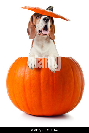 Beagle in zucca isolato su uno sfondo bianco Foto Stock