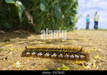 Bevitore moth caterpillar. Euthrix potatoria Foto Stock