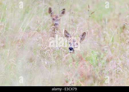 Due femmina capriolo in movimento attraverso tall erba bagnata di un estate piovosa, Norfolk, Inghilterra Foto Stock