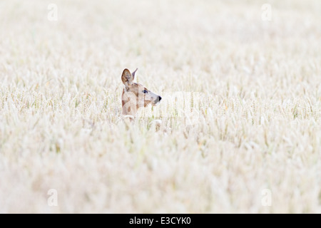 Una femmina di capriolo si nasconde in un campo arabile durante il capriolo annuali di rut in estate, Norfolk, Inghilterra Foto Stock