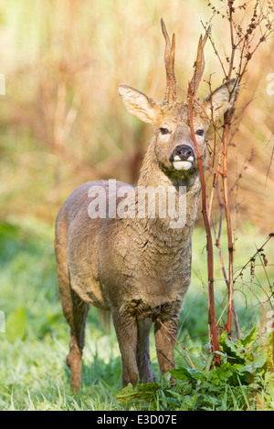 Un capriolo sbavature profumo da una ghiandola sotto il suo occhio sulla vegetazione per segnare il suo territorio durante la primavera, Norfolk, Inghilterra Foto Stock