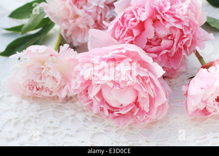 Splendida e romantica peonie rosa bianca su sfondo di pizzo Foto Stock