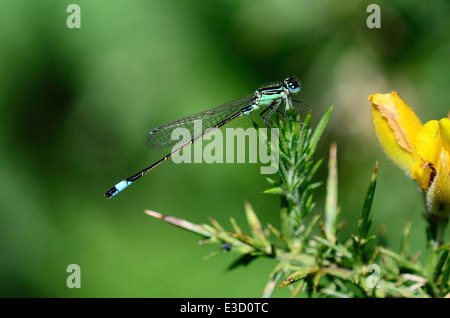 Blu-tailed damselfly ischnura elegans Odonati Zygoptera invertebrati di insetto Foto Stock