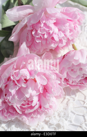 Splendida e romantica peonie rosa bianca su sfondo di pizzo Foto Stock