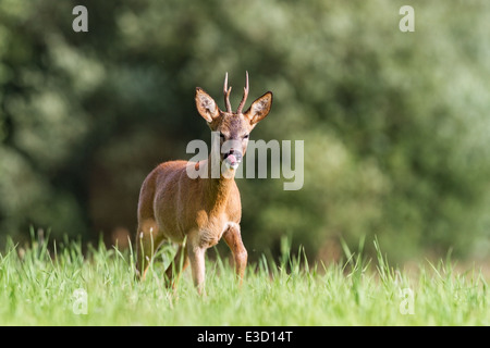 Un giovane buck per ricercare un oestrous femmina in un prato durante il capriolo annuali di rut durante l'estate, Norfolk, Inghilterra Foto Stock