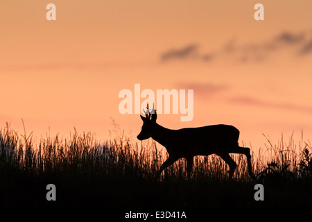 Adulto di capriolo pattugliano il suo territorio d'estate durante il tramonto, Norfolk, Inghilterra Foto Stock