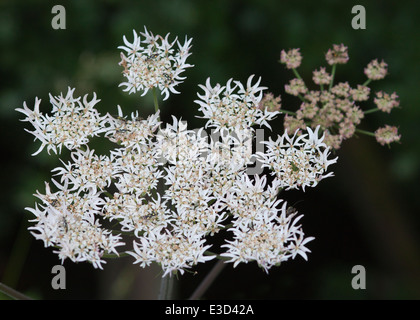 Macro shot della testa del fiore dell'Hogweed comune (heracleum sphondylium). Foto Stock