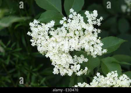 Dei Fiori di albero di sambuco (Sambucus nigra), che poi si trasformano in sambuchi. Foto Stock