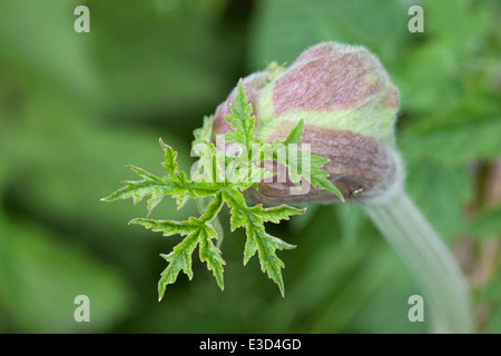 Cosse up shot del comune hogweed (eracleum sphondylium) fiore germoglio. Foto Stock