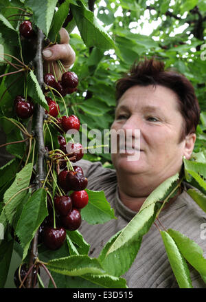Le ciliegie raccolto in Klapy in Litomerice regione, Repubblica Ceca il 20 giugno 2014. (CTK foto/Libor Zavoral) Foto Stock