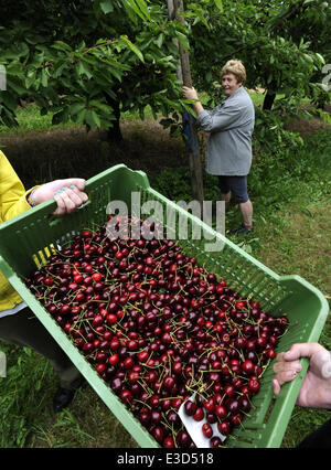 Le ciliegie raccolto in Klapy in Litomerice regione, Repubblica Ceca il 20 giugno 2014. (CTK foto/Libor Zavoral) Foto Stock