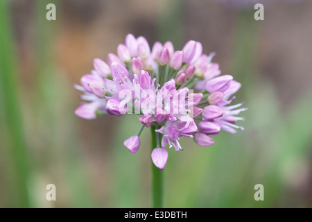 Allium nutans fiore. Foto Stock