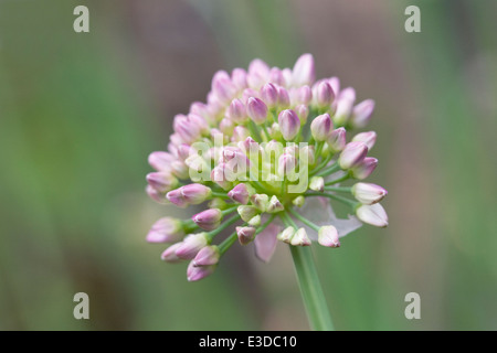 Allium nutans fiore. Foto Stock