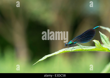 Calopteryx splendens. Nastrare Demoiselle Damselfly su una foglia. Foto Stock