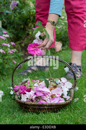 Giardiniere messa a vuoto le rose in un cesto di vimini in un giardino Foto Stock