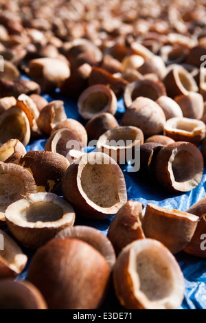 Gusci di noce di cocco di essiccazione al sole Foto Stock