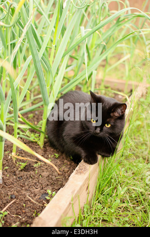 Gatto con aglio verde germogli in una fattoria Foto Stock