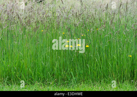 Long Meadow erba andando a seme nella campagna inglese Foto Stock