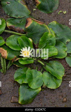 Nymphaea ninfea Thermarum fioritura di Kew Gardens. Londra Foto Stock