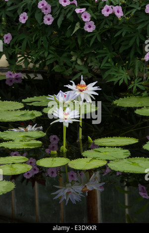 Nymphaea Kews fiore Kabuki presso i Giardini di Kew. Londra, Regno Unito Foto Stock