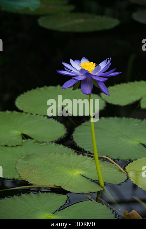 Nymphaea Kews Stowaway fiore ninfea a Kew Gardens. Londra Foto Stock