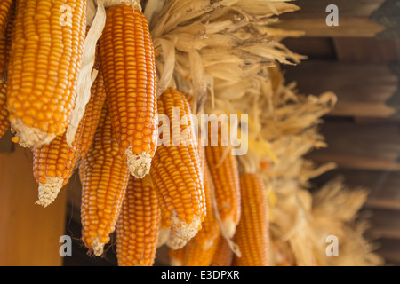 Asciugato i duroni è appeso sul tetto. Foto Stock