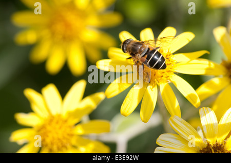 Bee per raccogliere il polline dal giallo fiore giardino Foto Stock