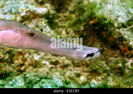 Trumpetfish (Aulostomus strigosus), Tenerife Foto Stock