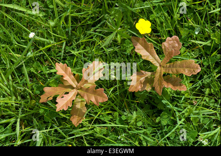 Piantine di quercia seminate da auto, Quercus robur, germogliante in erba piantata da scoiattoli? Foto Stock