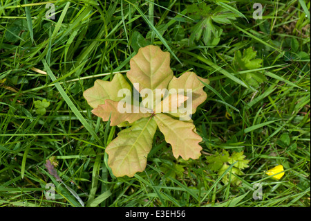 Piantine di quercia seminate da auto, Quercus robur, germogliante in erba piantata da scoiattoli? Foto Stock