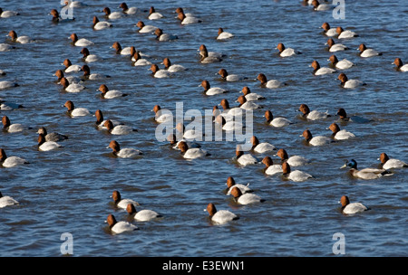 Pochard Aythya farina Foto Stock