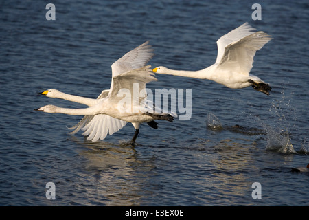 Whooper Swan Cygnus cygnus Foto Stock