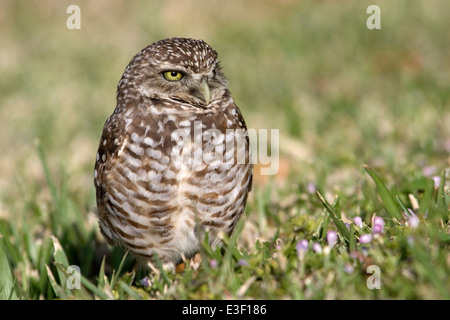 Scavando Il Gufo - Athene cunicularia Foto Stock