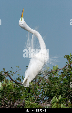 Airone bianco maggiore - Ardea alba Foto Stock