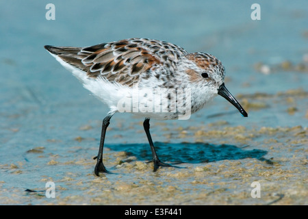 Western Sandpiper - Calidris mauri Foto Stock