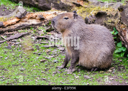 Capibara (Hydrochoerus hydrochaeris), il roditore più grande al mondo Foto Stock