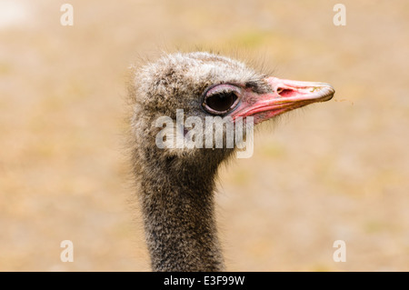 (Struzzo Struthio camelus) Foto Stock