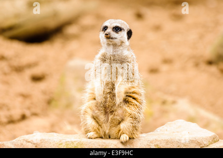 Meerkats (Suricata suricatta) guardando fuori per i predatori Foto Stock