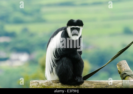 Black and White Colobus Monkey (Colobus guereza) in un zoo Foto Stock