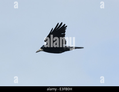 Rook Corvus frugilegus Foto Stock