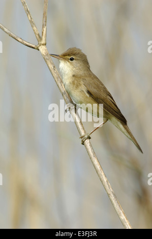 Reed Trillo Acrocephalus scirpaceus Foto Stock