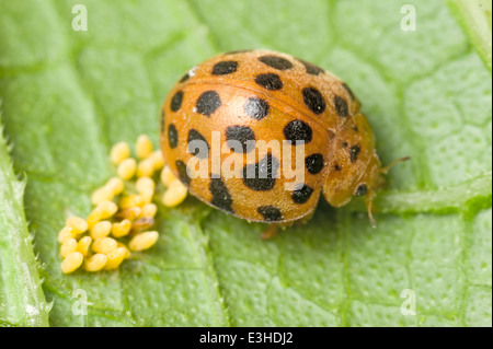 Foglia-eating ladybird beetle e uova Foto Stock
