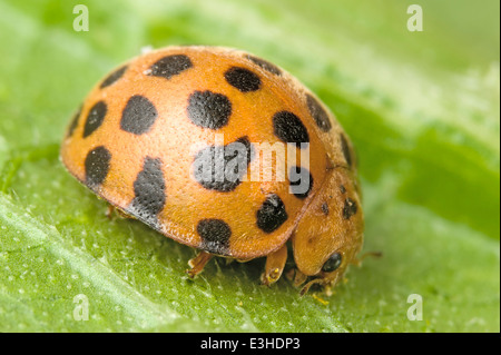 Foglie di mangiare ladybird beetle (ladybug) Foto Stock