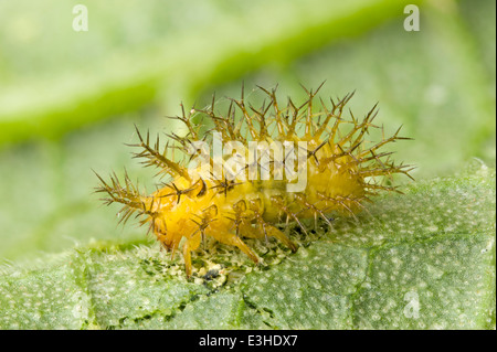 Foglie di mangiare coccinella (ladybug) larva Foto Stock