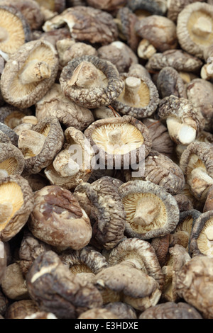 Essiccato funghi shiitake (Lentinula edodes) Foto Stock