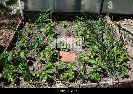 Fragaria ananassa "Albion everbearer' fragole 1° anno piante interplanted con scalogno Foto Stock