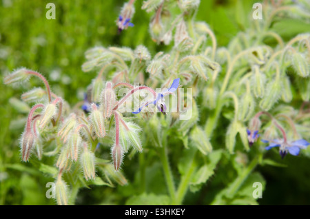 Fiori di borragine (borragine officinalis) su sfondo natura Foto Stock