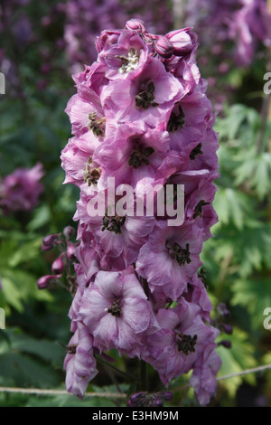 Delphinium " Rosmarino Brock' vicino di fiori Foto Stock