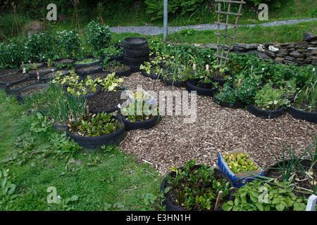 Vegetali giardino dei pneumatici verso la fine di maggio Foto Stock